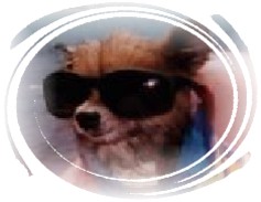 pic of Captain Dog