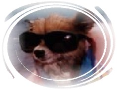 pic of Captain Dog